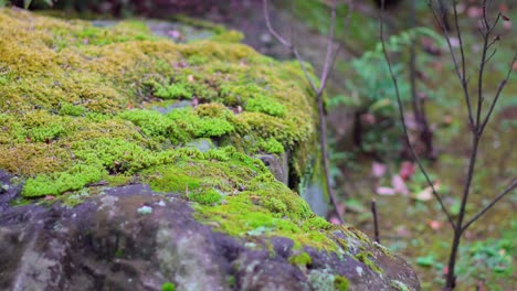 En-Los-Templos-De-Japón-Es-Muy-Común-Ver-Diferentes-Tipos-De-Musgo-Sobre-Las-Piedras,-Son-Cultivados-Y-Cuidados-Por-Generaciones