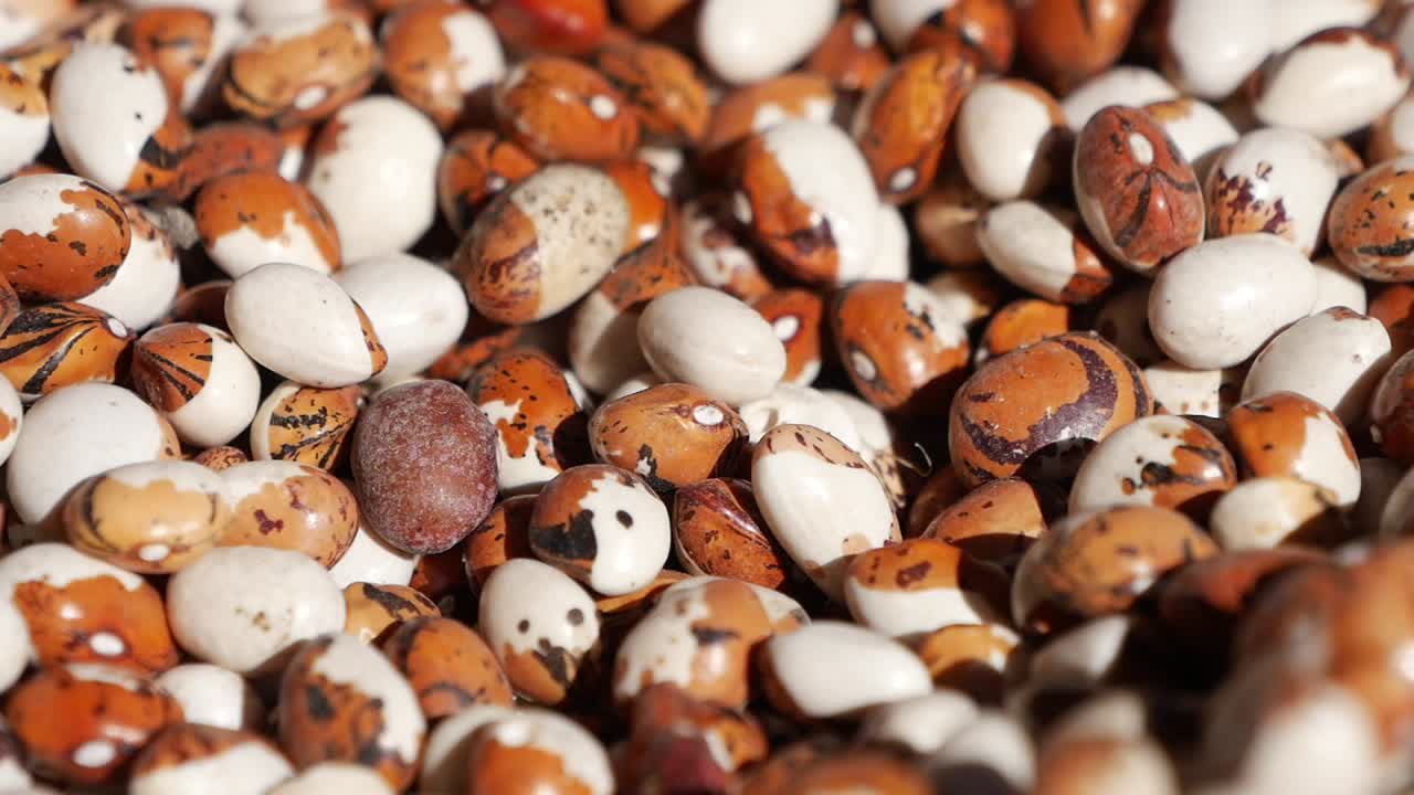 색과 갈색 콩의 근접