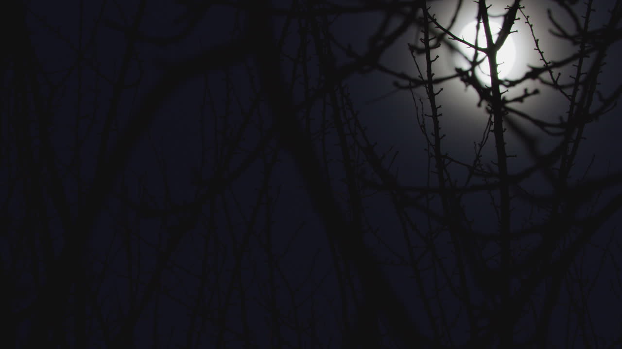 Scatto panoramico di una luna piena che splende luminosa tra i rami di un bosco in una fredda notte buia