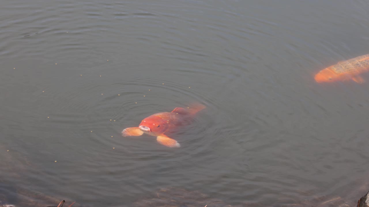 몇 마리의 코이 물고기는 물속을 조용히 헤엄치고 있습니다.
