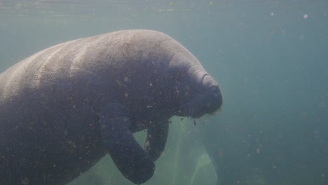 el manatí de perfil lateral de mediano tiro comiendo algas marinas