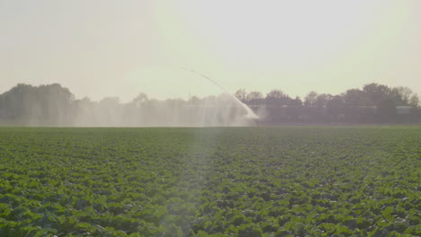 4k - large sprinkler in field of crops