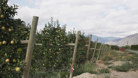 Rows of apple trees in an orchard, mountains in background