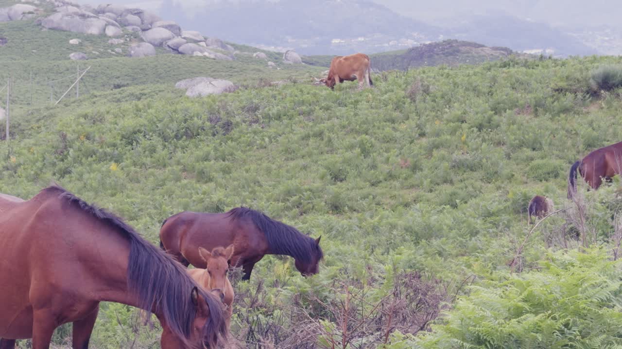 A wild mare with her foal in the Peneda Geres mountain landscape of Portugal.
