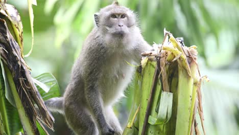 long tail macaque monkeys feeding on banana plant leaves and shouts