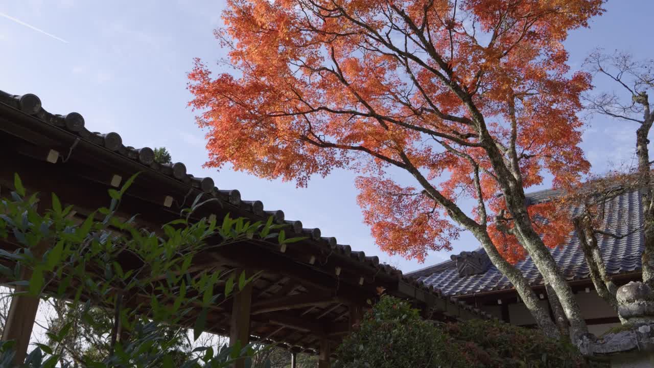 impresionante paisaje en cámara lenta en los terrenos del templo japonés con un árbol de color arce rojo brillante