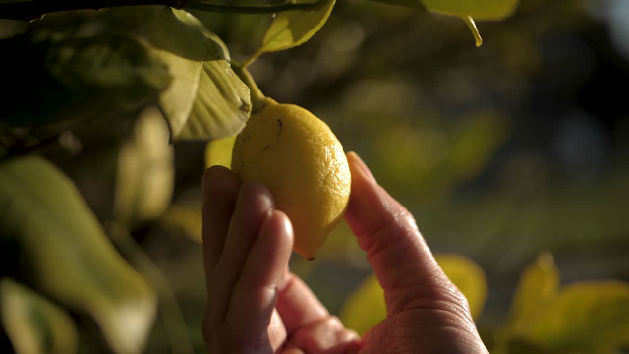 mano inspeccionando una fruta de limón amarillo colgando de un árbol