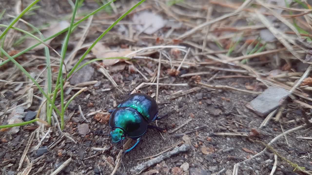 익스트림 클로즈업 푸르스름한 검은 거름 배설물 텀블버그 딱정벌레