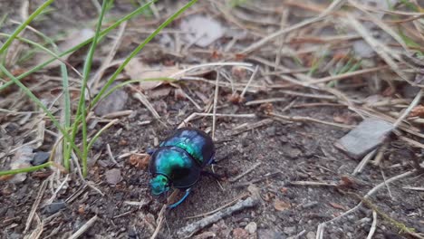 extreme close up bluish black manure dung tumblebug beetle