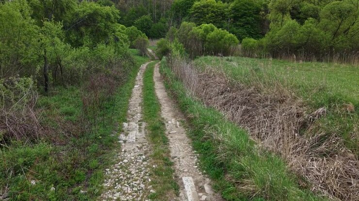 A narrow dirt trail meanders through a lush, green spring forest, offering a peaceful path into the heart of nature.