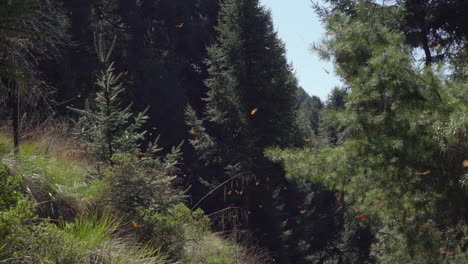 Toma-En-Cámara-Lenta-De-Las-Mariposas-Monarca-Pasando