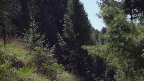 toma en cámara lenta de las mariposas monarca pasando