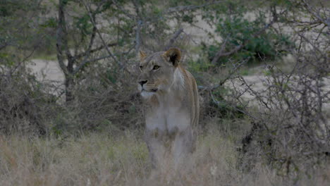 Beautiful-lioness-resting-and-waiting-for-some-prey-to-hunt,-in-the-Kruger-National-Park,-in-South-Africa