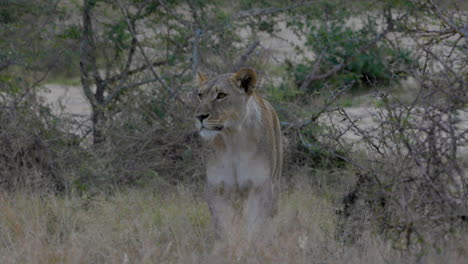 hermosa leona descansando y esperando alguna presa para cazar, en el parque nacional kruger, en sudáfrica