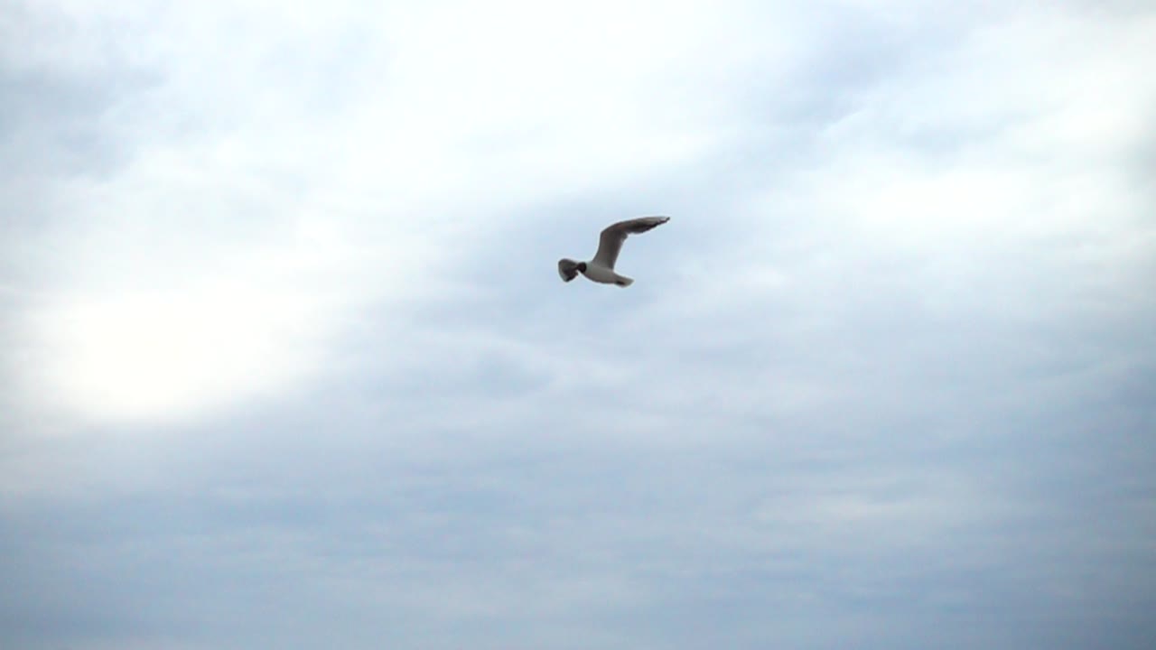 En måges flugt på himlen over havet. Slowmotion