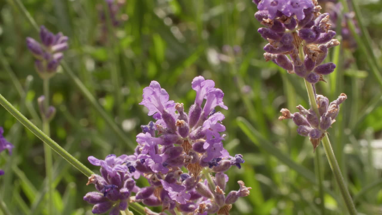 primer plano de flores de lavanda con una abeja