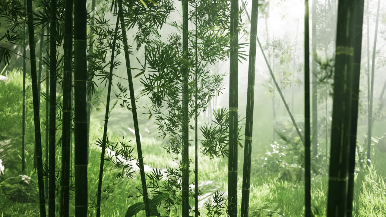 atmósfera matutina en un bosque de bambú