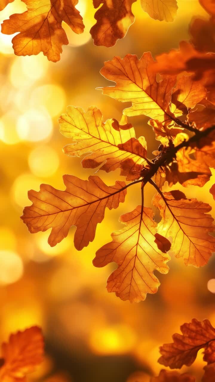 Warm, golden autumn leaves backlit by sunlight, captured from a low angle