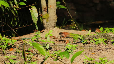 ameiva lagartijas verdes caminando moviéndose unas alrededor de otras y moviendo la cabeza