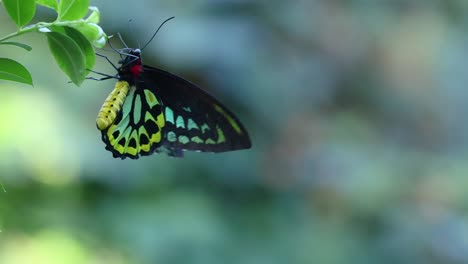 butterfly perched on leaf, slight movements observed