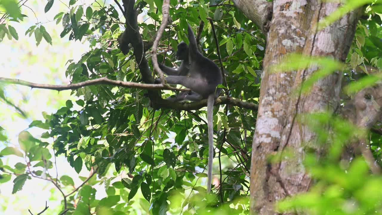 ambas manos asegurando su equilibrio, la cola hacia abajo, el viento sopla, cae una hoja