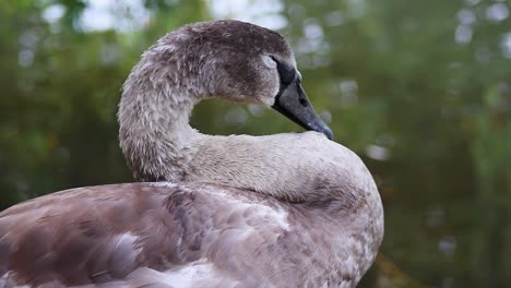 Close-up-of-Juvenile-Mute-Swan---Cygnus-Olor---grooming-itself-by-the-side-of-the-river