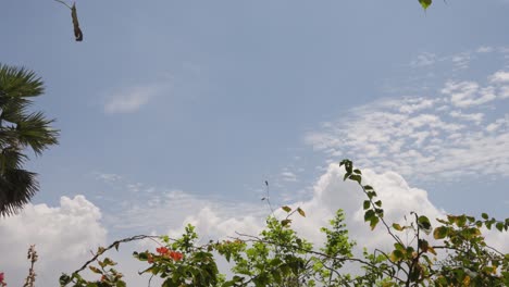 Blick-Auf-Palmen-Vor-Blauem-Himmel-In-Der-Nähe-Von-Bandra-Fort-Mumbai,-Indien-1