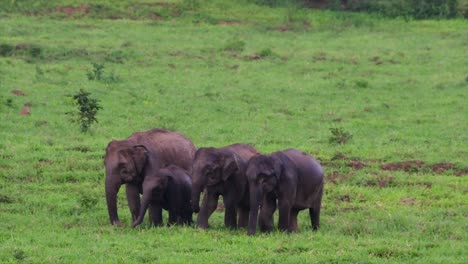 Los-Elefantes-Asiáticos-Son-Especies-En-Peligro-De-Extinción-Y-También-Son-Residentes-De-Tailandia