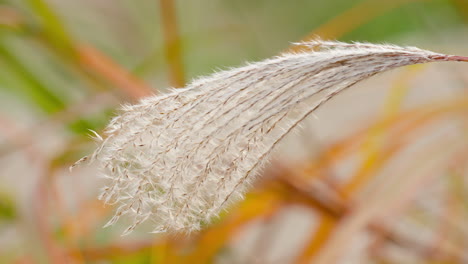 pluma plumosa de hierba eulalia ornamental en otoño
