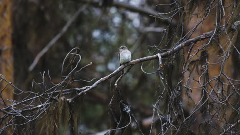 Kleiner-Whitethroat-Vogel,-Der-Auf-Einem-Ast-Thront