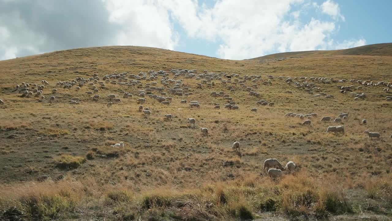 vista estática de un rebaño de ovejas pasando la ladera en el parque nacional gran sasso en italia durante una mañana de otoño