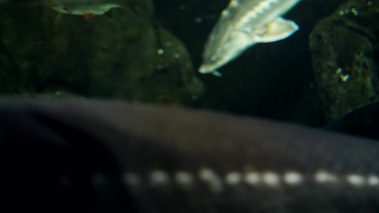 다양한 물고기가 그들의 환경에서 수영합니다. 수족관의 유리 뒤에 다양한 물고기들이 있습니다.