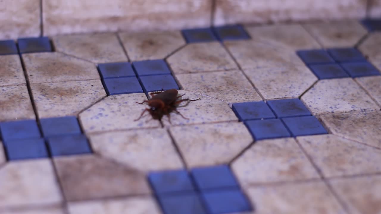 una cucaracha americana común arrastrándose sobre baldosas sucias - cerrar