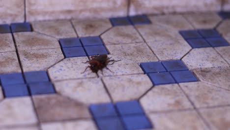 a common american cockroach crawling on filthy tiles - close up