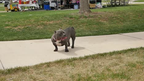 una robusta mezcla de pitbull hembra vagando sin correa en el parque