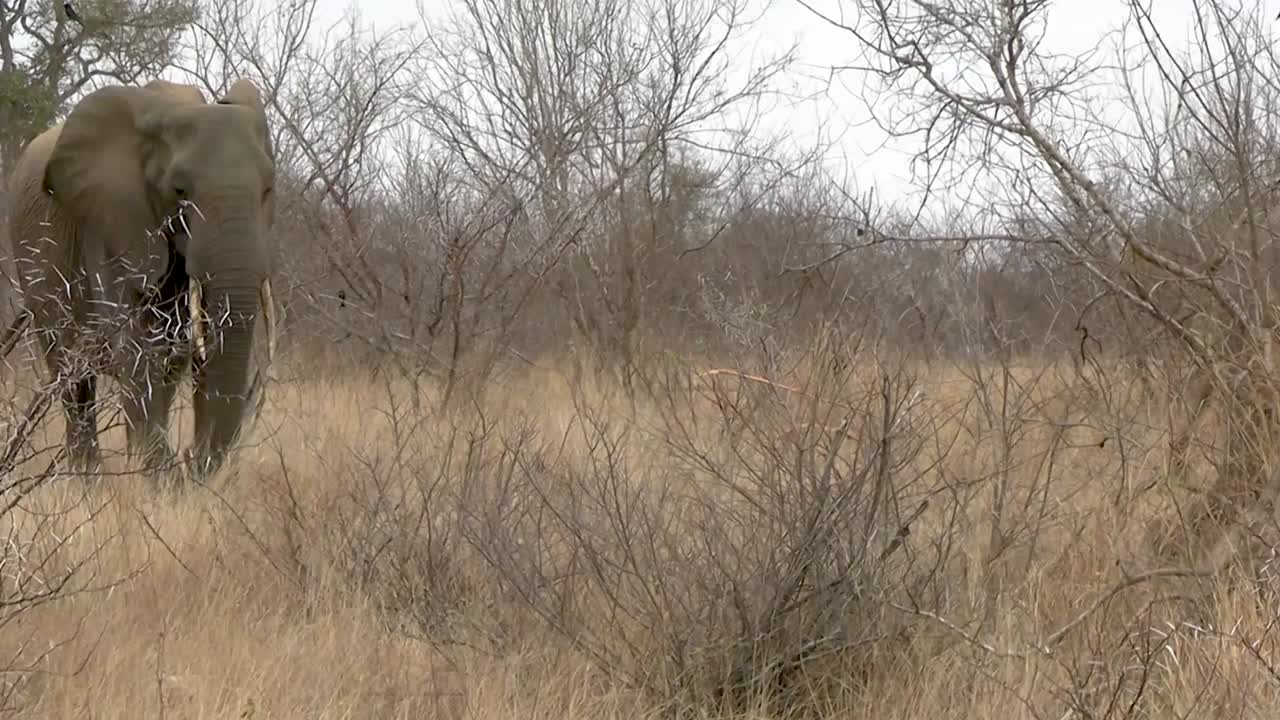 Questa ripresa fluida e stabile di elefanti africani che sembrano giocare e danzare mentre camminano