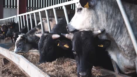 Young-cows-feeding-on-a-sunny-afternoon