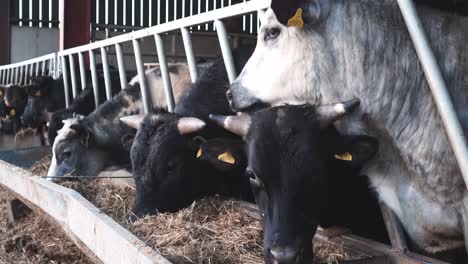 young cows feeding on a sunny afternoon