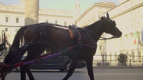 cámara lenta de caballo y carruaje