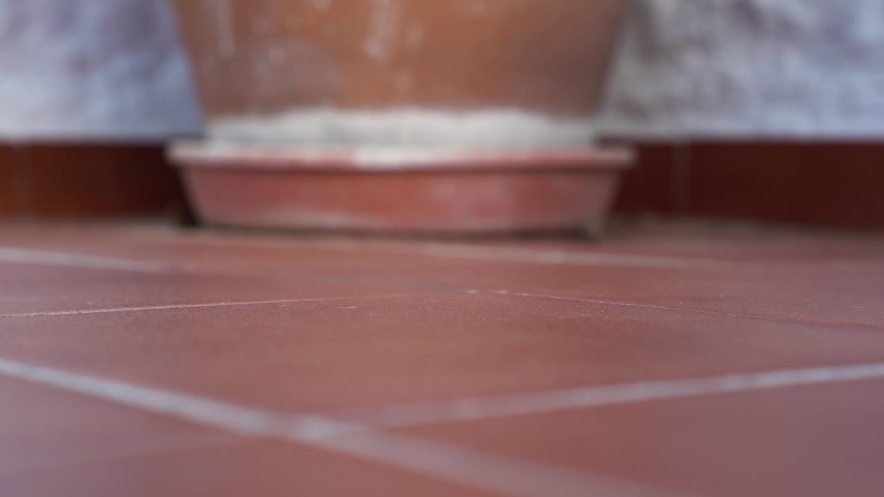 saltamontes en suelo de baldosas españolas girando y saltando fuera de tiro