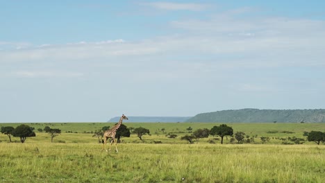 Giraffe-Weit-Weg-Zwischen-üppigem-Grasland,-Berge-Im-Hintergrund,-Afrikanische-Tierwelt-Im-Masai-Mara-Nationalreservat,-Kenia,-Afrikanische-Safaritiere-Im-Naturschutzgebiet-Masai-Mara-Nord