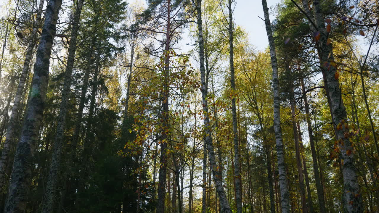 Laaja kuvakulma metsän latvustoista, joissa on värikkäitä lehtiä ja aurinko paistaa läpi