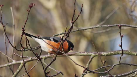 Hand-held-shot-of-a-Eurasian-Bullfinch-eating-the-berries-off-of-a-branch