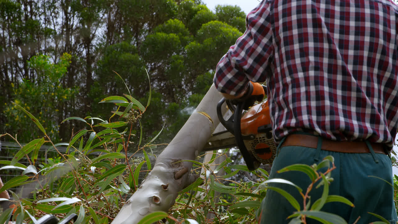 leñador comprobando el tronco del árbol en el bosque 4k