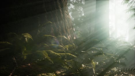 Morning-with-Fog-in-Sequoia-National-Park