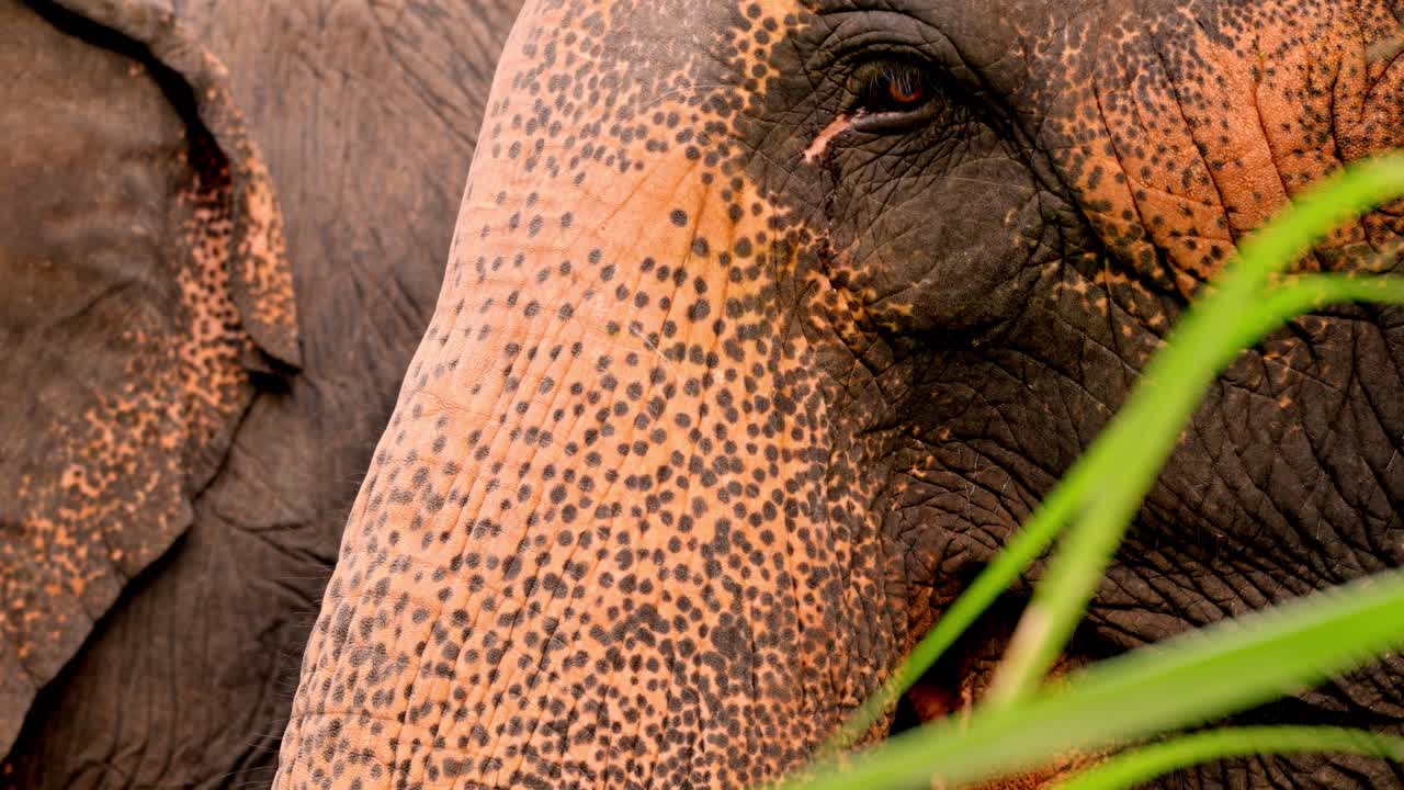 Intimate close-up footage of Asian elephants in the dense jungle of Sri Lanka during sunset.