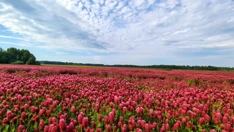 campo vibrante de flores rojas en flor bajo un cielo parcialmente nublado
