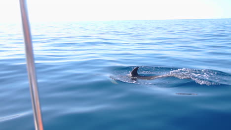 Delphin,-Der-Spielerisch-Unter-Wasser-Schwimmt,-Bevor-Er-Zum-Luftholen-Auftaucht