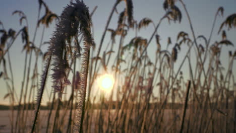 Goldene-Sonne-Geht-Am-Kalten-Morgen-über-Trockenem-Grasfeld-Mit-Glänzenden-Eiskristallen-Auf