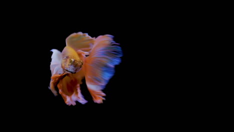 the colorful siamese elephant ear fighting fish betta splendens, also known as thai fighting fish or betta, a popular aquarium fish in super slow motion on isolated black background